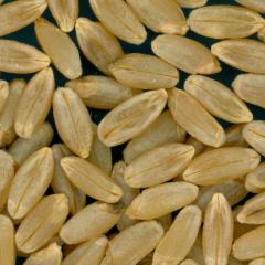 Click for 2 image(s) for this accession. KERNELS