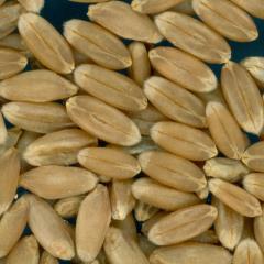 KERNELS