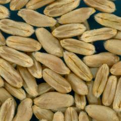 KERNELS