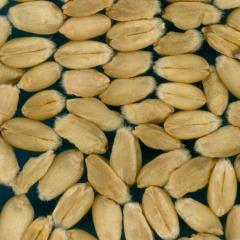 Kernels