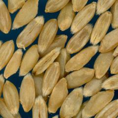Click for 2 image(s) for this accession. KERNELS