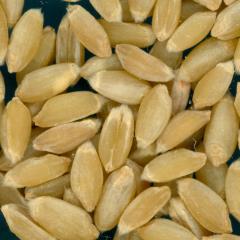 KERNELS