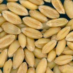 KERNELS