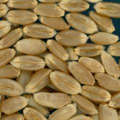 KERNELS