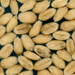 Kernels