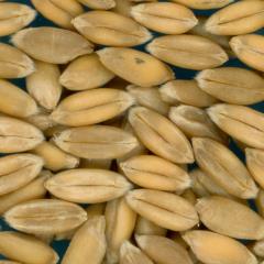KERNELS