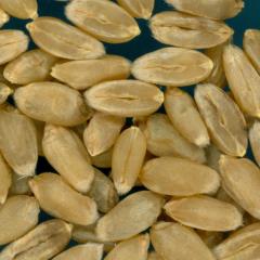 KERNELS