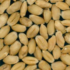 Kernels