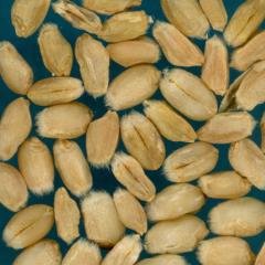 Kernels