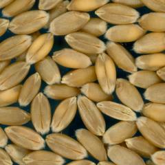 Click for 2 image(s) for this accession. KERNELS