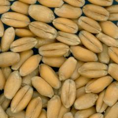 Click for 1 image(s) for this accession. KERNELS