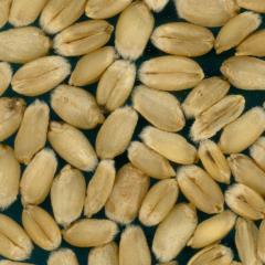 Kernels