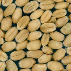 Kernels