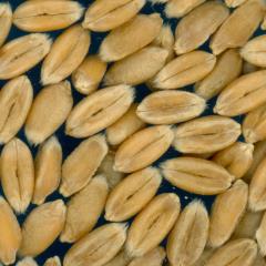 Click for 2 image(s) for this accession. KERNELS