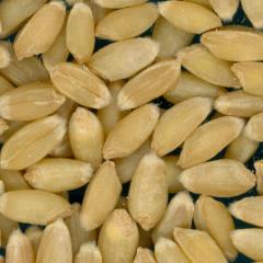 KERNELS
