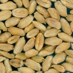 Kernels