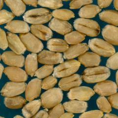 Kernels