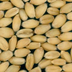 Kernels