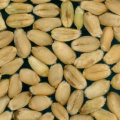 Kernels
