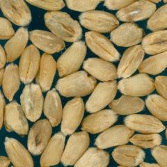 Kernels
