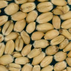 Kernels