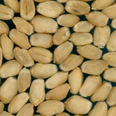 Kernels