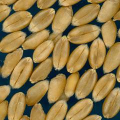 Click for 3 image(s) for this accession. KERNELS