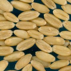 Click for 2 image(s) for this accession. KERNELS