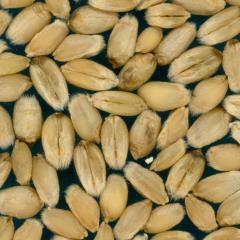 Kernels