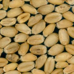 Kernels