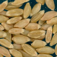 KERNELS