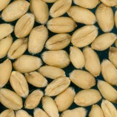 Kernels