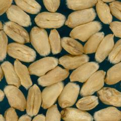 Kernels