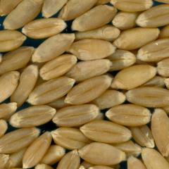 Click for 2 image(s) for this accession. KERNELS