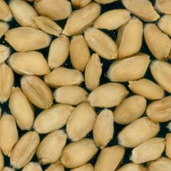 Kernels