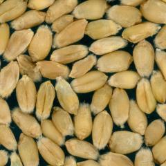 Kernels