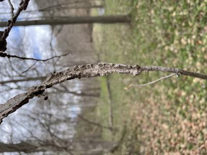 column STEM