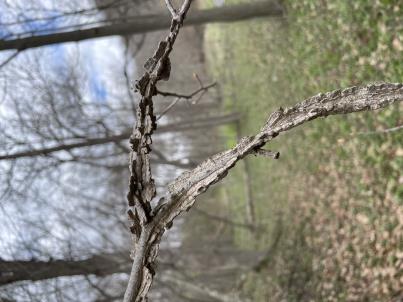 column STEM