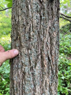 column BARK