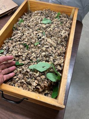 column SEED