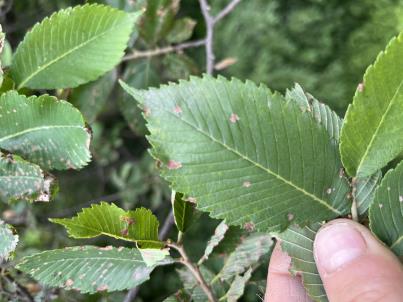 column LEAF