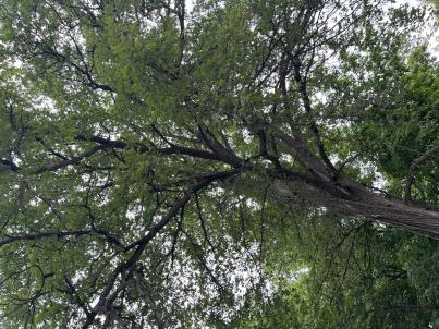 column PLANT