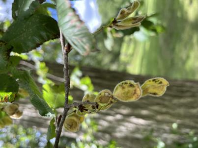 column FRUIT
