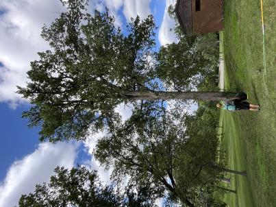 column PLANT