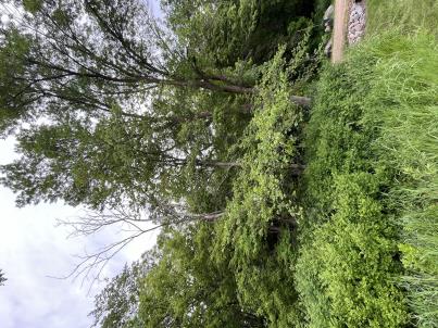 column PLANT