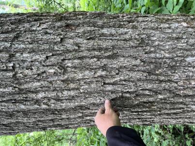 column BARK