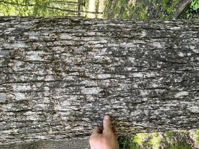 column BARK