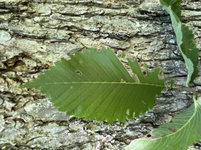 column LEAF