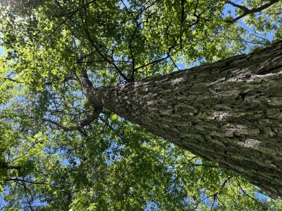 column PLANT
