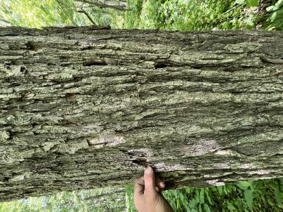 column BARK